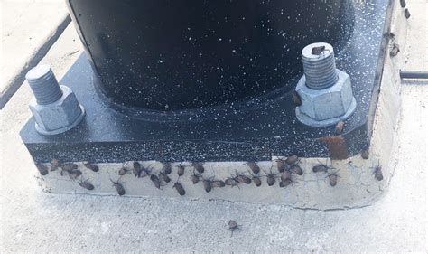 Dead spotted lanterflies cover the campus - The Brown and White