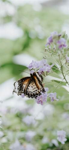Iphone Xs Max Wallpaper Butterfly by Lost In Color Iphone X Wallpapers Free Iphone Xs Max Wallpaper Butterfly