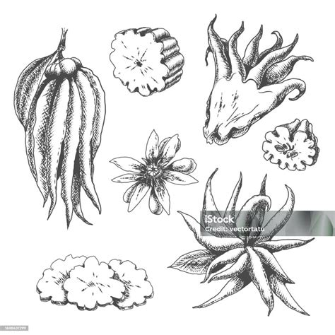 Buddha Hand Citron Sketch Stock Illustration - Download Image Now - Art ...