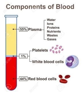 COMPONENTS OF BLOOD IN BRIEF UPSC - IAS Gyan