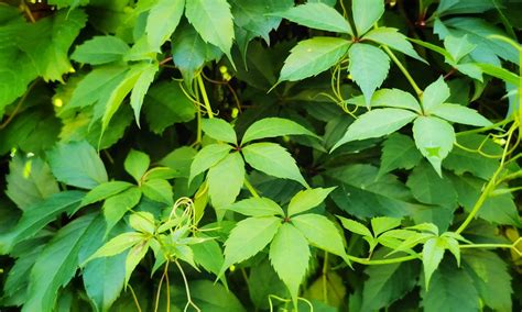 Virginia Creeper vs. Poison Oak: Which One Is More Dangerous? - A-Z Animals
