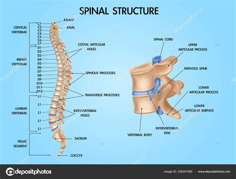 Spinal Cord Diagram