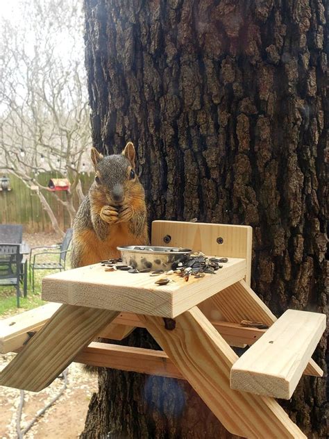 Squirrel Picnic Table, Squirrel Feeder, Picnic Table for Squirrel ...