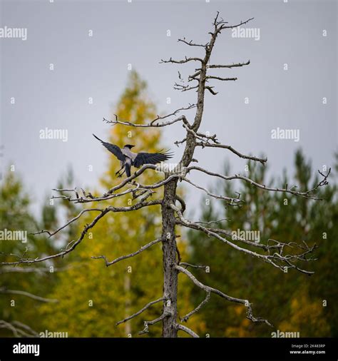 Wildlife in Finland. Bears, Wolverine and birds Stock Photo - Alamy