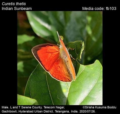 Curetis thetis | Butterfly