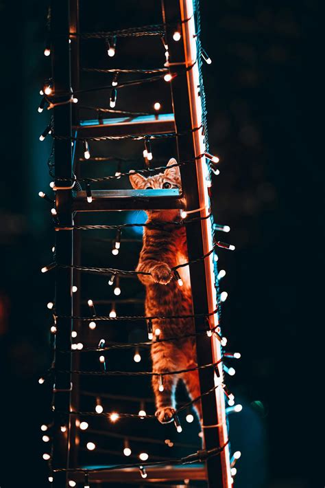 What Is The OSHA 2, 3 And 4 Foot Ladder Rule For The USA