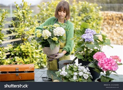 Hydrangea White Pot: Over 4,070 Royalty-Free Licensable Stock Photos ...