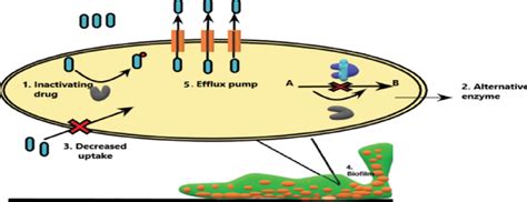 Efflux pump and its inhibitors: Cause and cure for multidrug resistance