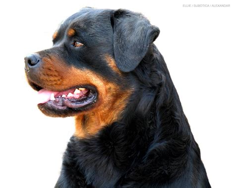 🔥 [50+] Big Rottweilers Wallpapers | WallpaperSafari