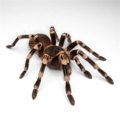 Brazilian White Knee Tarantula (Acanthoscuria geniculata) care — The ...