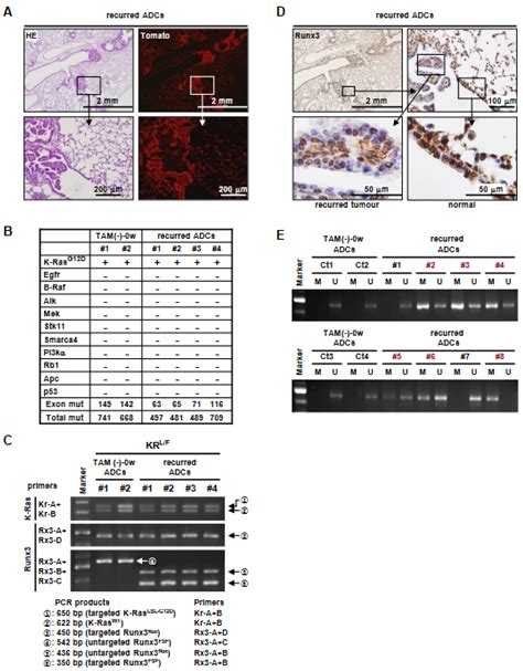 Runx3 Restoration Regresses K-Ras-Activated Mouse Lung Cancers and ...