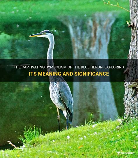 Heron Bird Meaning