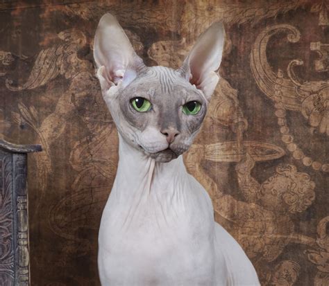 Die Don Sphynx im Rasseportrait | stylecats® Magazin