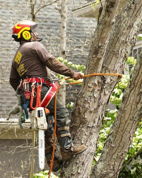 Image result for Alpharetta Tree Service