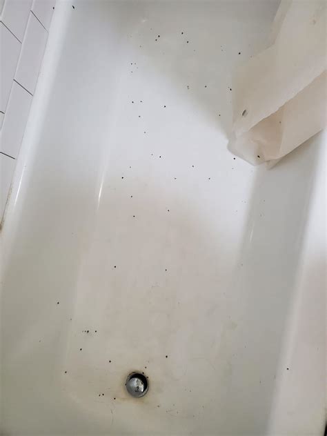 Drain Fly Infestation- I have a severe infestation of drain flies in my ...