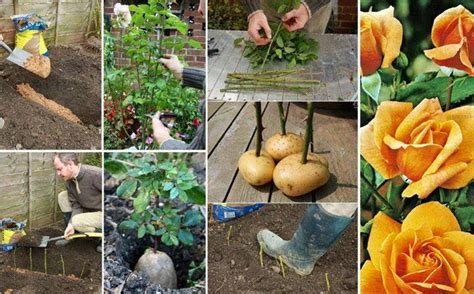 Image result for How to Propagate Roses Using Potatoes