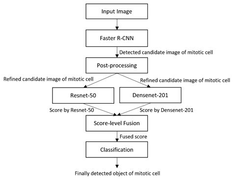 Artificial Intelligence-Based Mitosis Detection in Breast Cancer ...