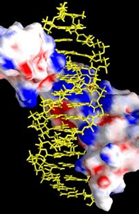 DNAbinder: A Web server for prediction of DNA-binding proteins