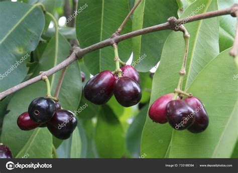 Image result for Java Plum Tree