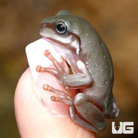 Snowflake Dumpy Tree Frog 的图像结果