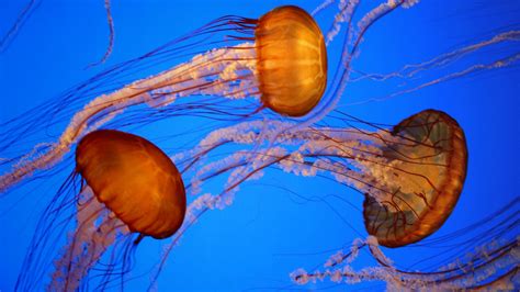 What Animals Eat Jellyfish : Australian Box Jellyfish - Animals of ...