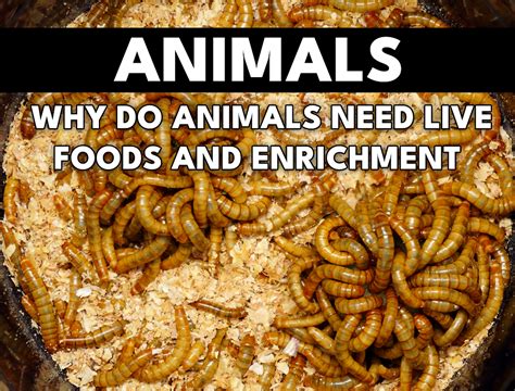 Why do Animals Need Live Foods and Enrichment