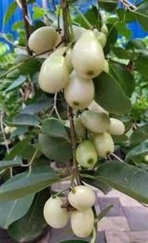MITU White Jamun Plant Hybrid White Jambolan, Sada Jam Grafted Healthy ...