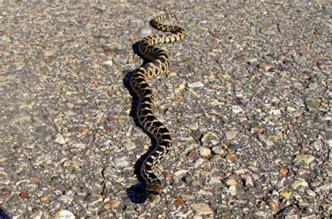 Snakes Indigenous to Wisconsin: A Complete Guide