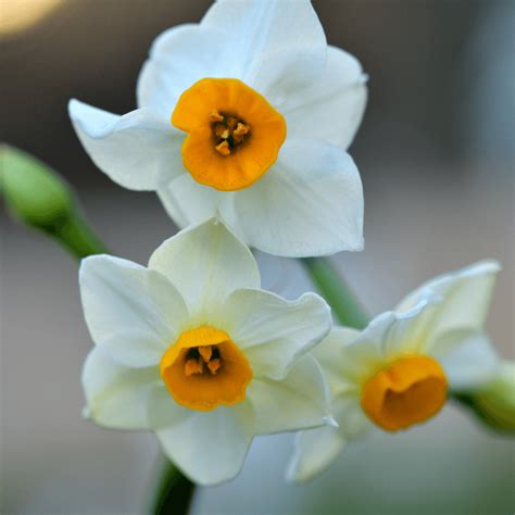 Narcissus Flower Meaning, Spiritual Symbolism, Color Meaning & More ...