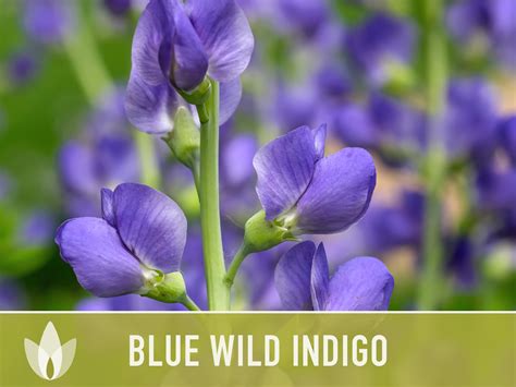 Indigo Plant