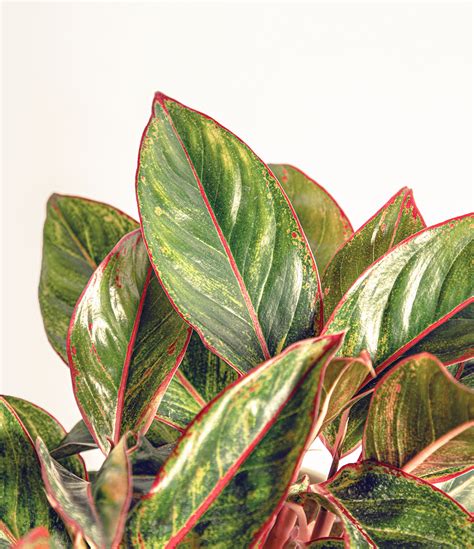 How to Care for a Red Chinese Evergreen (Aglaonema Siam) | easyplant