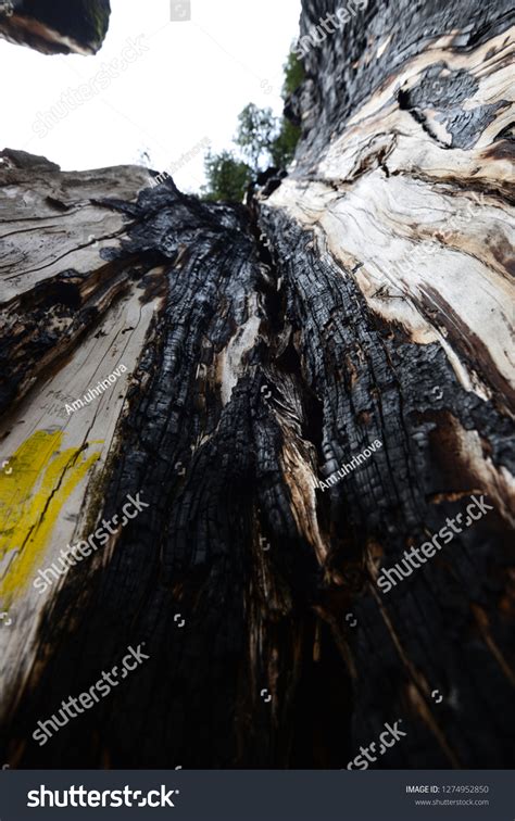 Lightning Tree 的图像结果