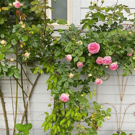 Transform Your Garden with these 8 Best Climbing Roses