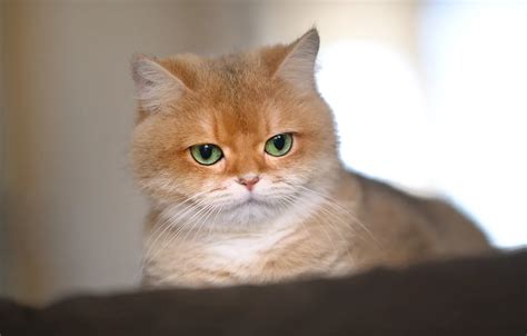 Wallpaper cat, look, light, pose, kitty, portrait, red, face for mobile ...