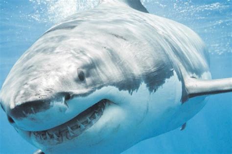 Return of Jaws: The morality of selective shark culling