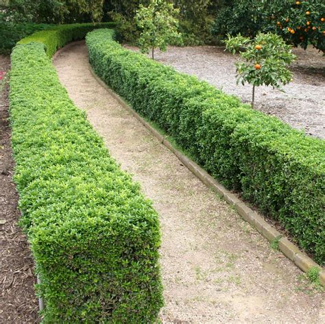 Landscaping With Boxwood Shrubs