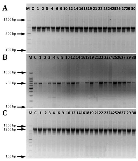 Antibiotic Resistance and Biofilm Formation in Enterococcus spp ...