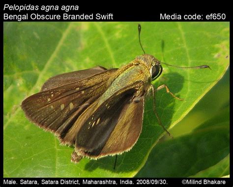 Pelopidas agna | Butterfly