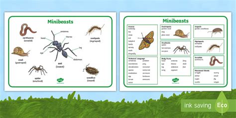 Minibeast Body Parts Word Mat
