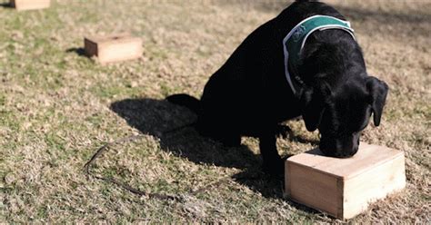 Perros rastreadores son entrenados para detectar positivos por Covid-19 ...