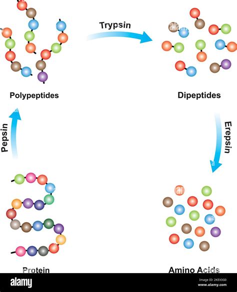 Scientific Designing of Protein digestion. Pepsin, Trypsin and Erepsin ...