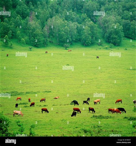 group of cattle on meadow below mountains Stock Photo - Alamy