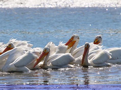ELKHORN SLOUGH SAFARI (2026) All You Need to Know BEFORE You Go (with ...