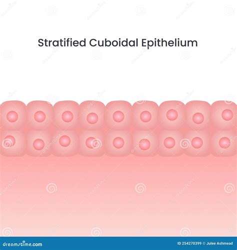 Cuboidal Epithelial Cells