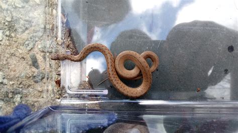 Piedmont North Carolina ~10 inches juvenile. Is this a baby copperhead ...