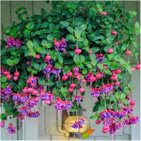 Hanging Basket Fuchsias - Pre Planted Hanging Basket - Ready to Hang ...