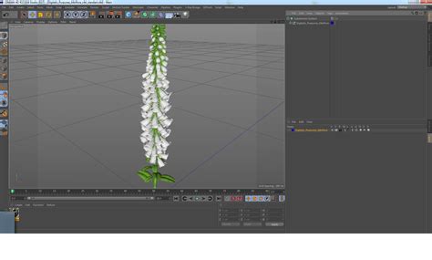 3D Digitalis Purpurea Albiflora model | 3D Molier International