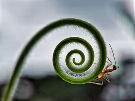 EXPLORING ANT - HUAWEI Community