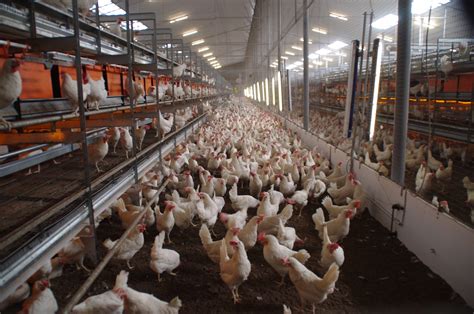 Feeding layers for longer laying cycles and optimized production - EW Nutrition