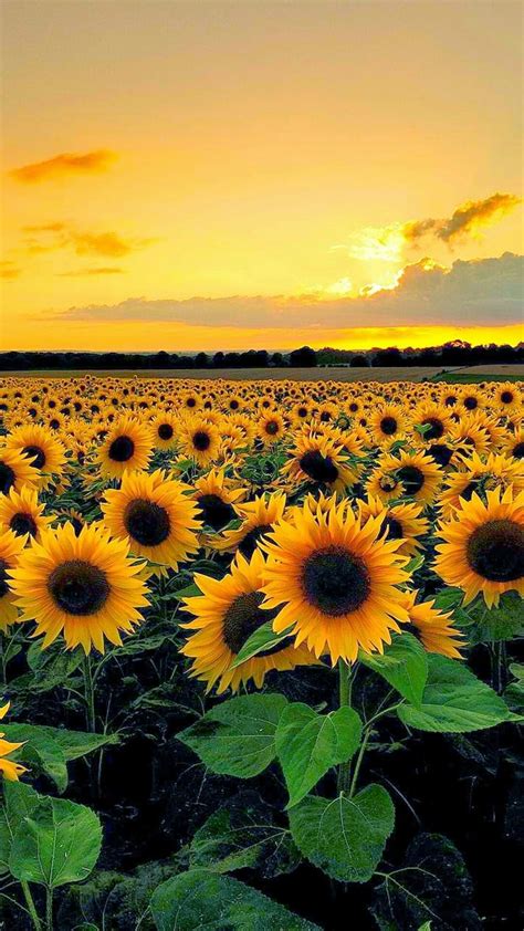 Image result for aesthetic sunflower feilds
